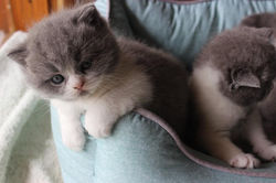 12191929_161431187544288_7772344431447401989_n