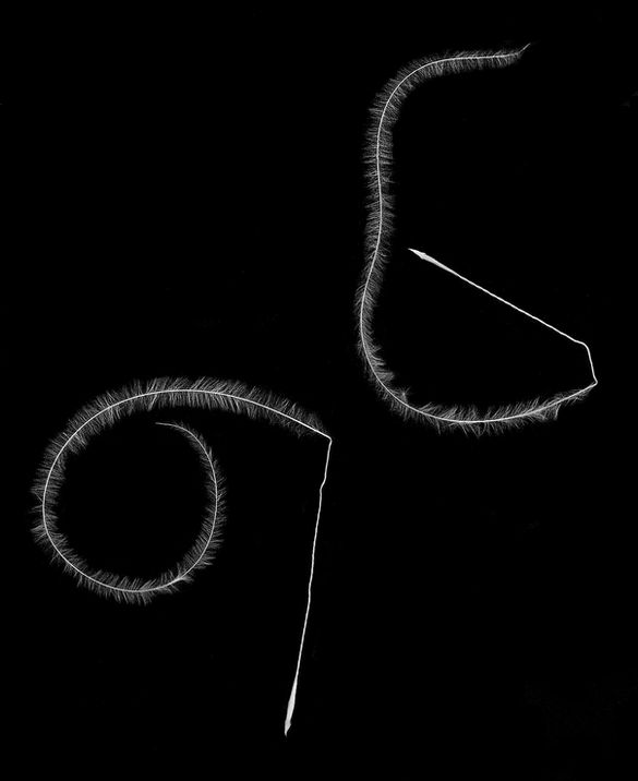 Des portraits de cette herbe rare