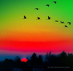 GeeseSunset