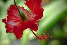 tropical