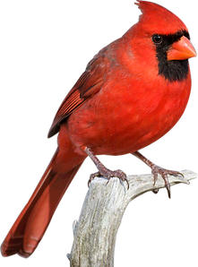 cardinal.png