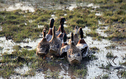 Marrecos indo para o Arroz