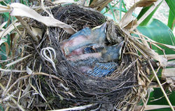 Sabiás no Ninho - IPEP