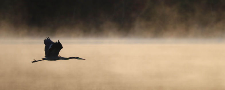 Crane flying over foggy waters