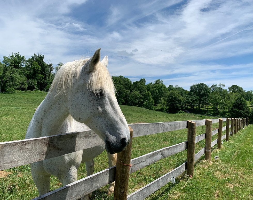 Field Board Piedmont Horse Retirement United States