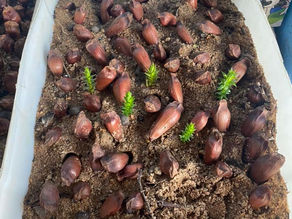 Parcerias para expansão dos nossos projetos