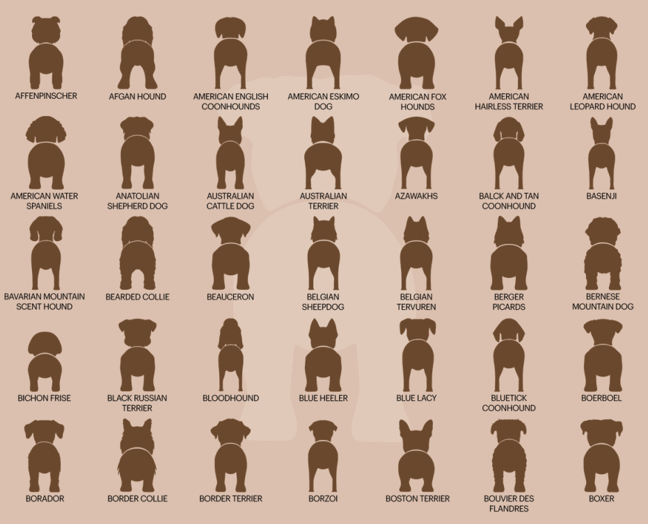 Thumbnail: personalized dog leash holders. have your furry friends name and dog breed on these adorable dog leash holders.