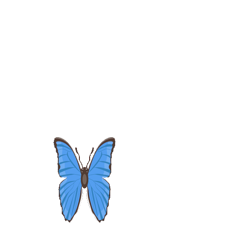 Butterfly.gif