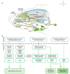 Increased CSF drainage by non-invasive manipulation of cervical lymphatics