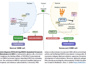 Cellular senescence-associated gene IFI16 promotes HMOX1-dependent evasion of ferroptosis and radioresistance in glioblastoma