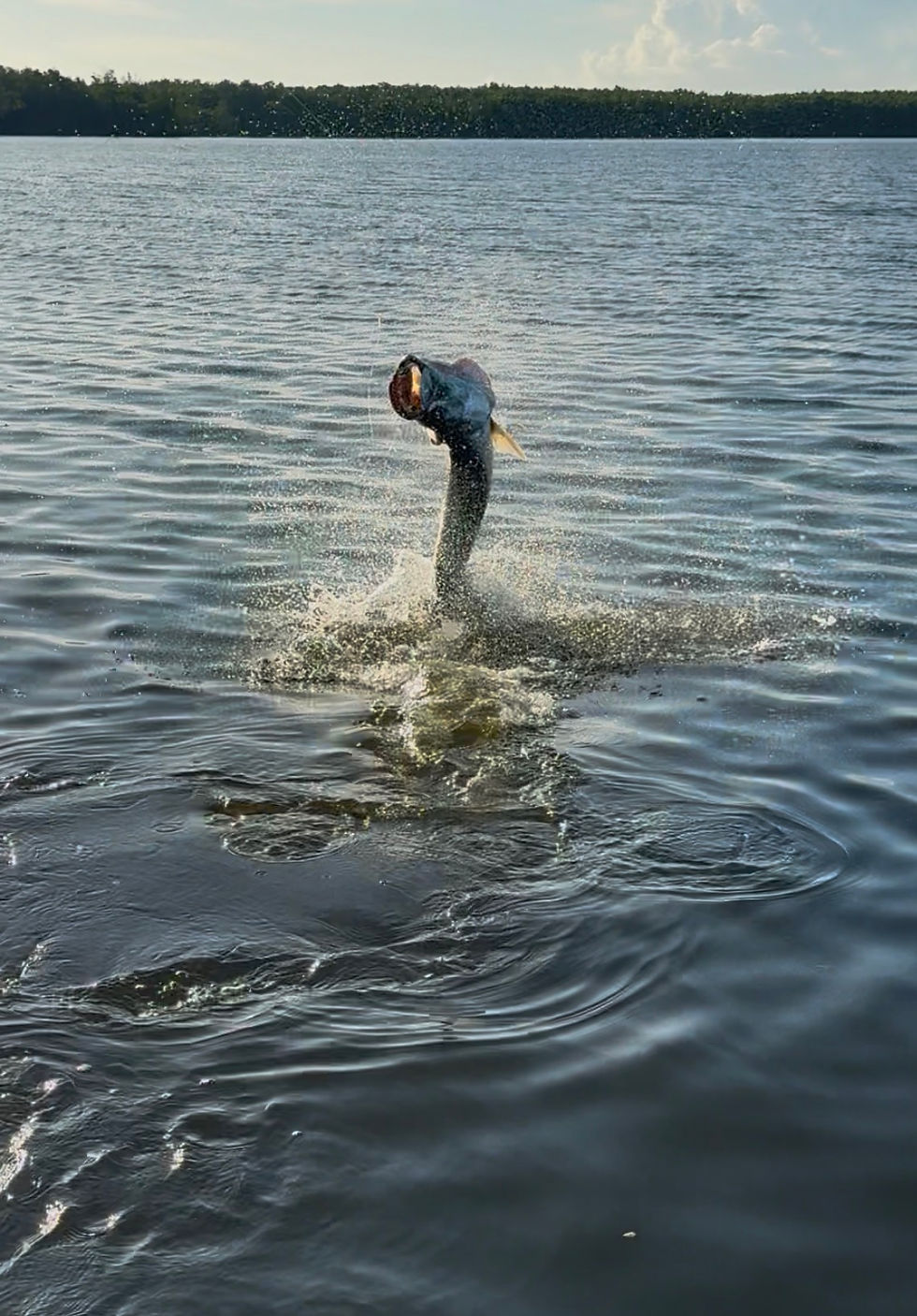 Everglades tarpon fishing