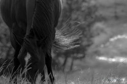 One more for the evening.jpg.jpg