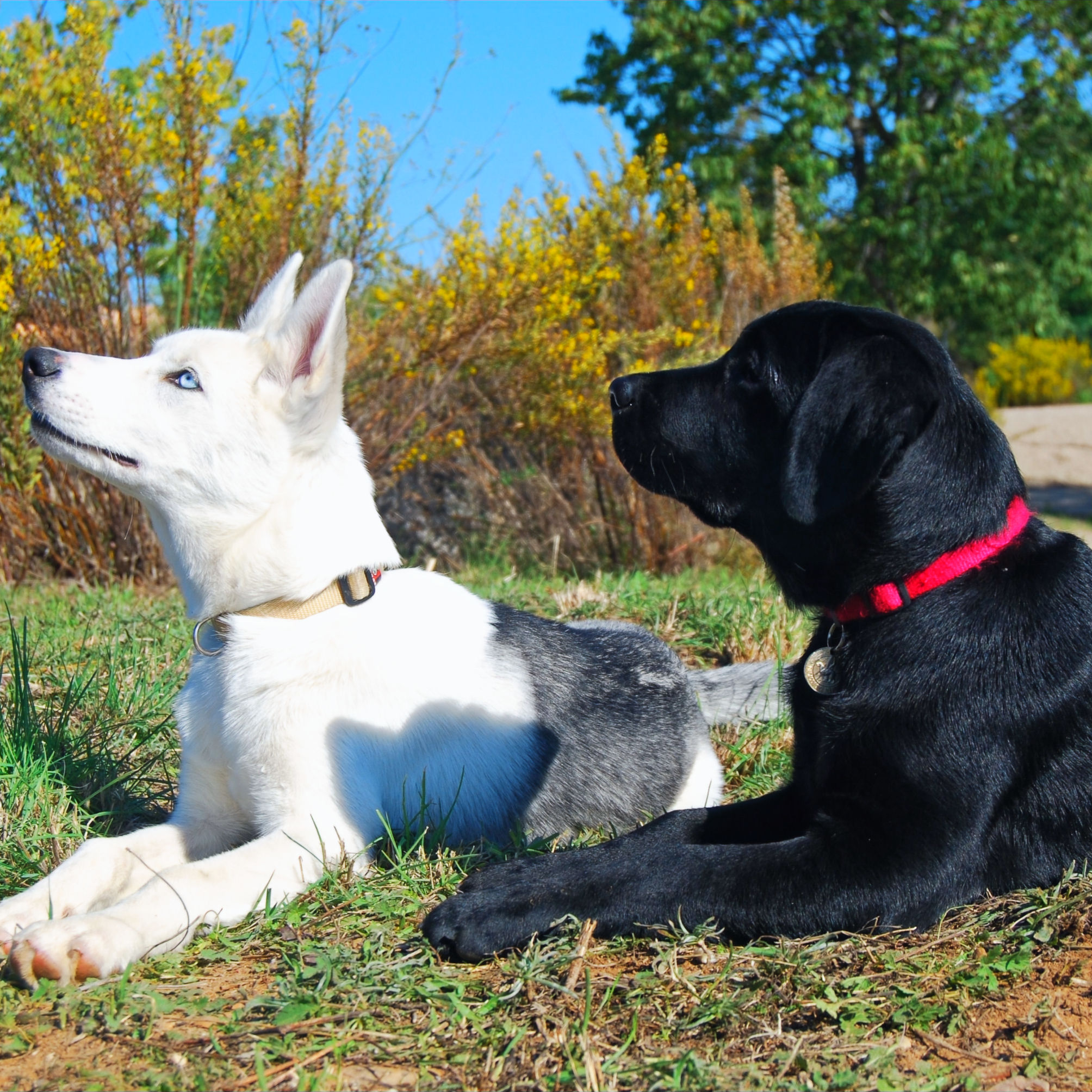 Theoretischer Sachkundenachweis für Hundeführer gem. §3 NHundG