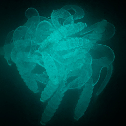 Aqua Glow - Dub Tail | Sato Lure Co.