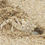 Thumbnail: Sand Crab - Chubby Grub 