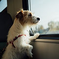 Photo by Egor Gordeev on Unsplash. Koira matkustaa