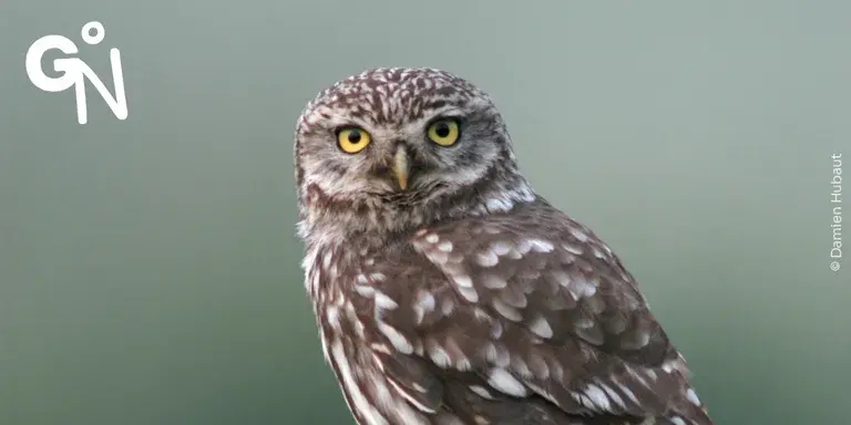  “À la découverte des oiseaux du verger”