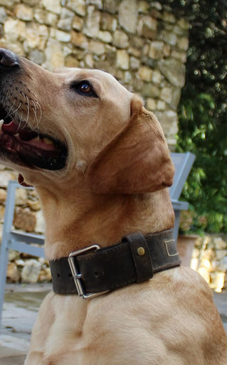 Lulu - 3 ans - Labrador Retriever