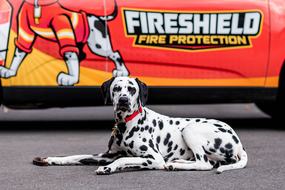 Fire Shield Dog