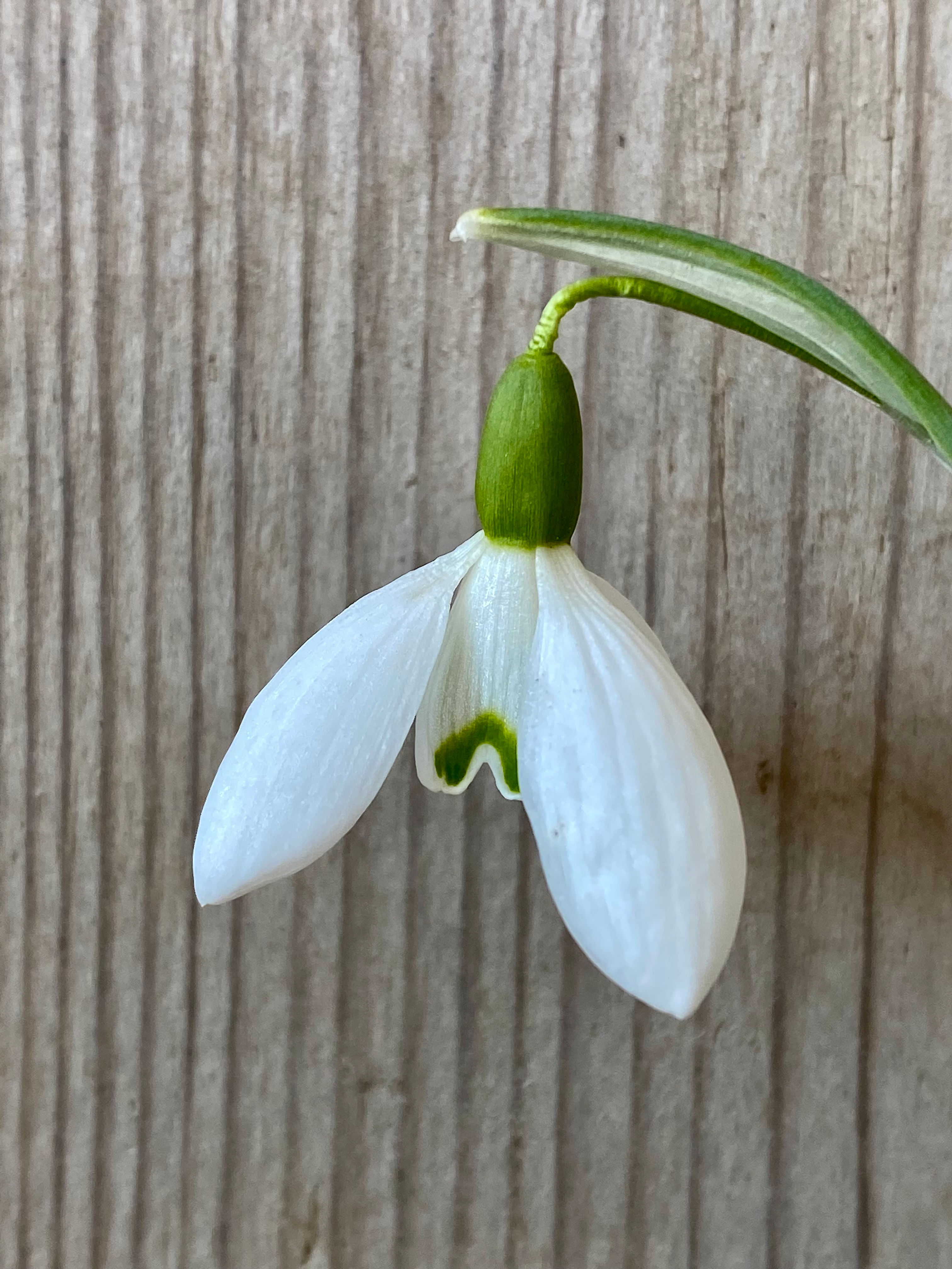 Galanthus 'James Backhouse' snödroppe