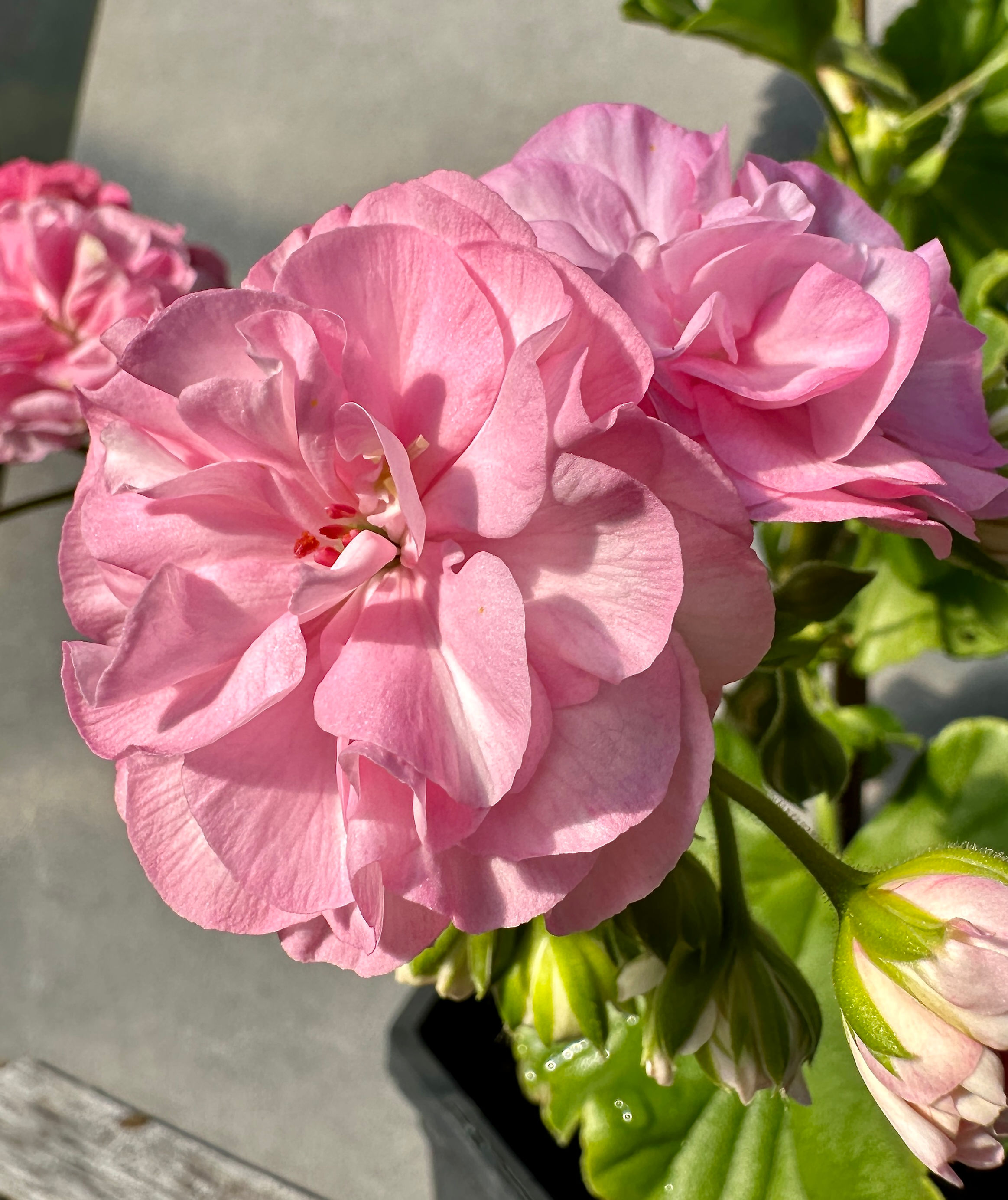 Pelargonium Jägershus 'Moster Kerstin'