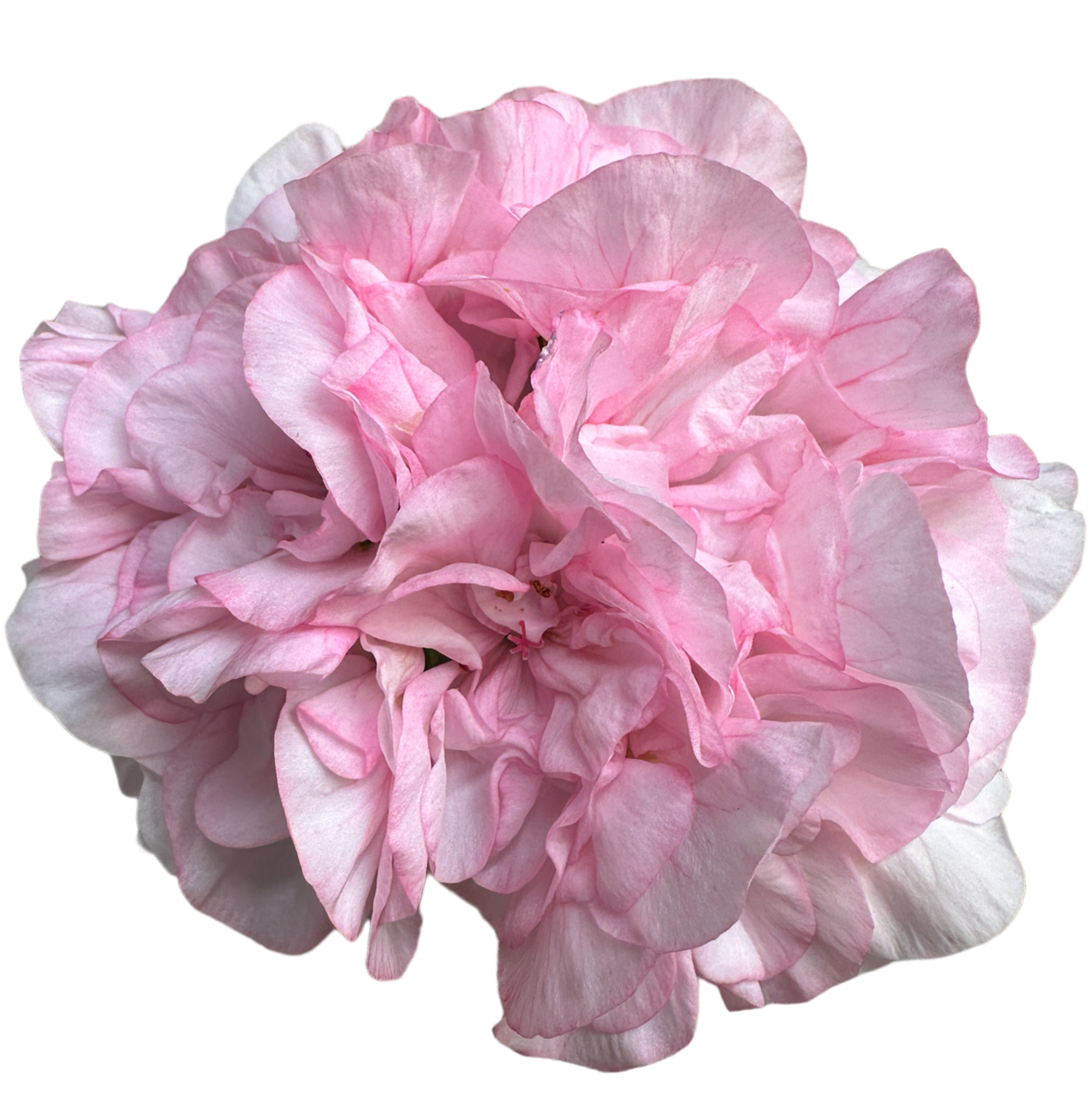 Pelargonium 'Norrängens Lady'