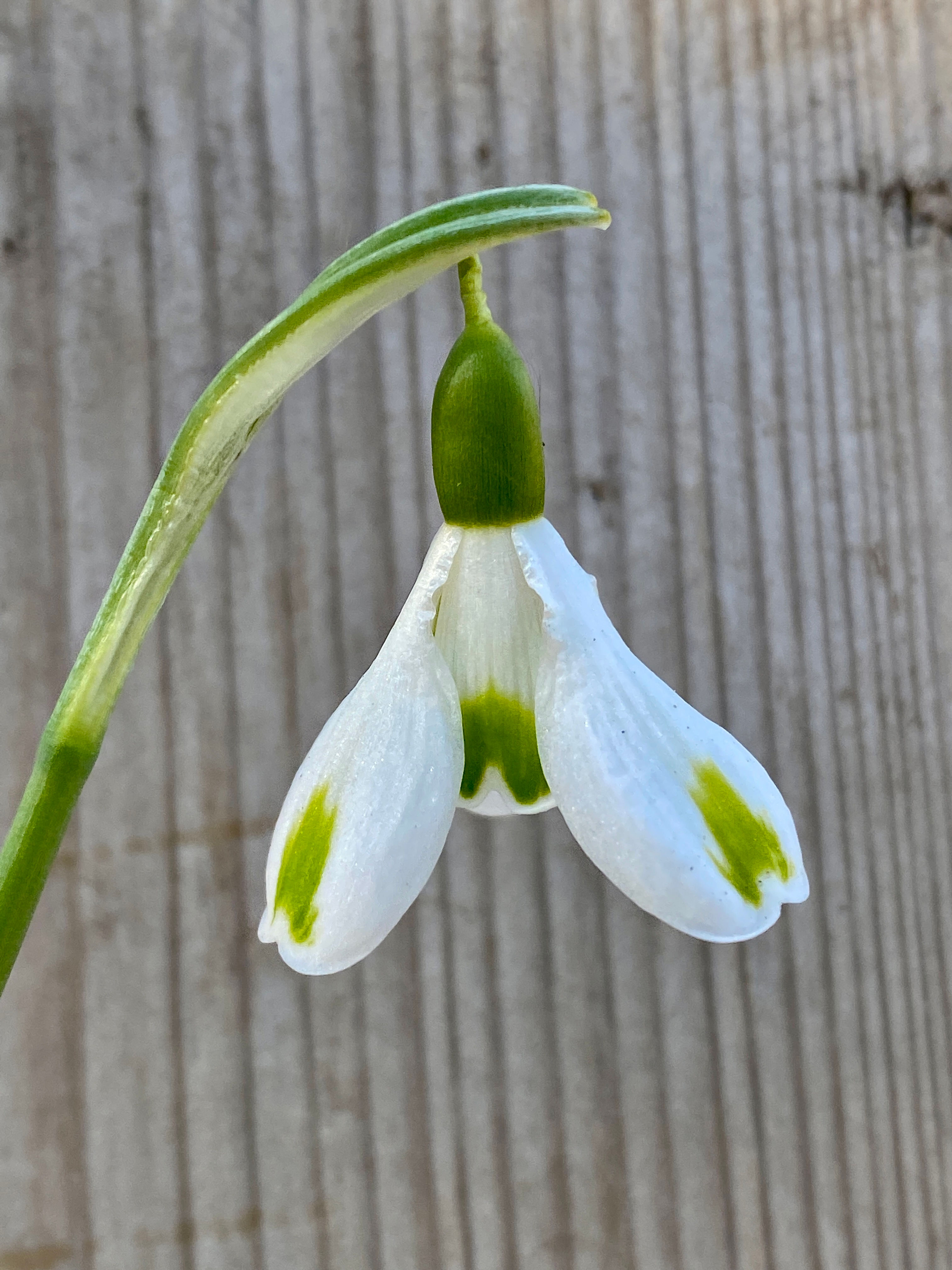 Galanthus 'Trumps', snödroppe