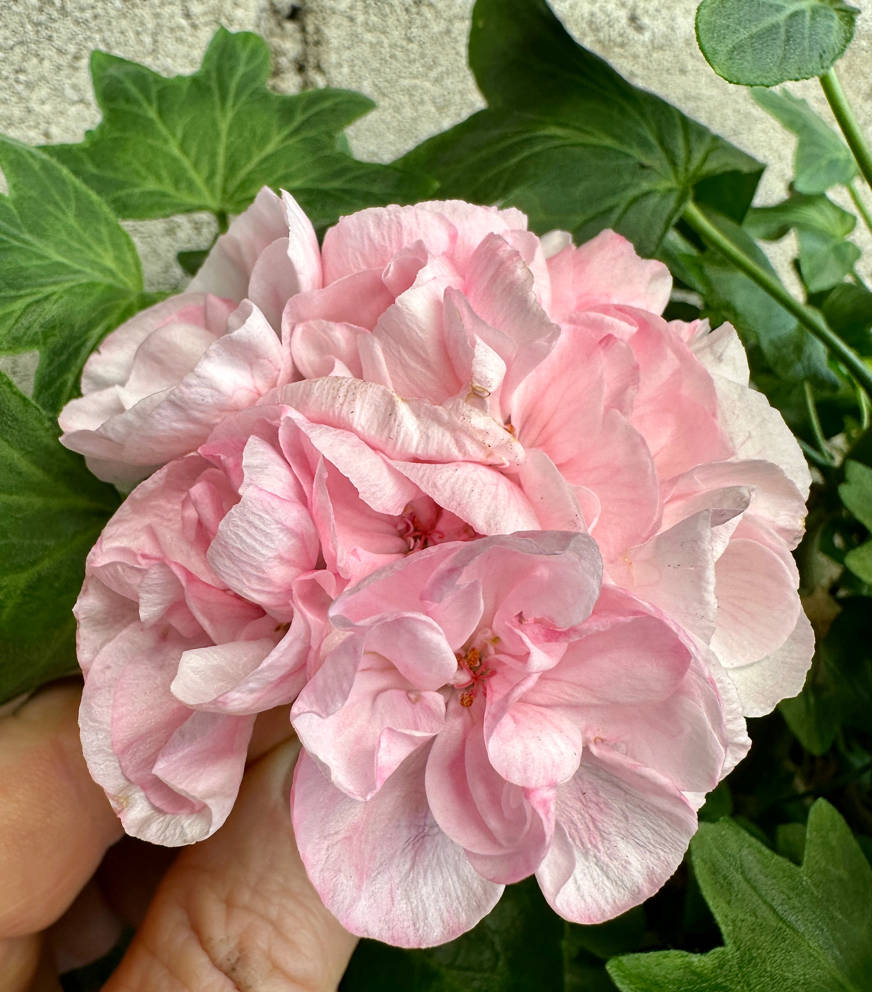 Pelargonium Highfield 'Candy Floss'