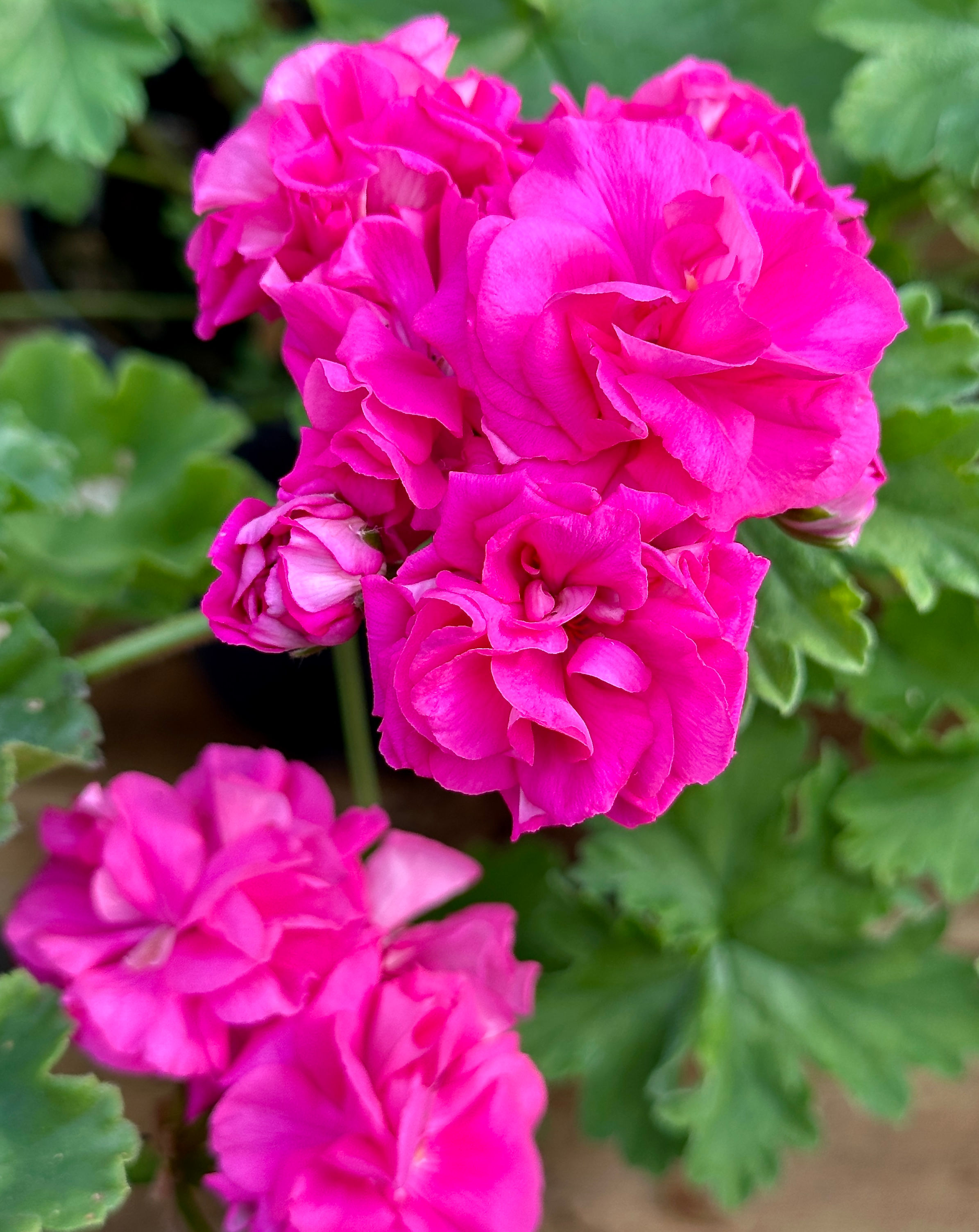 Pelargonium Lara Delight