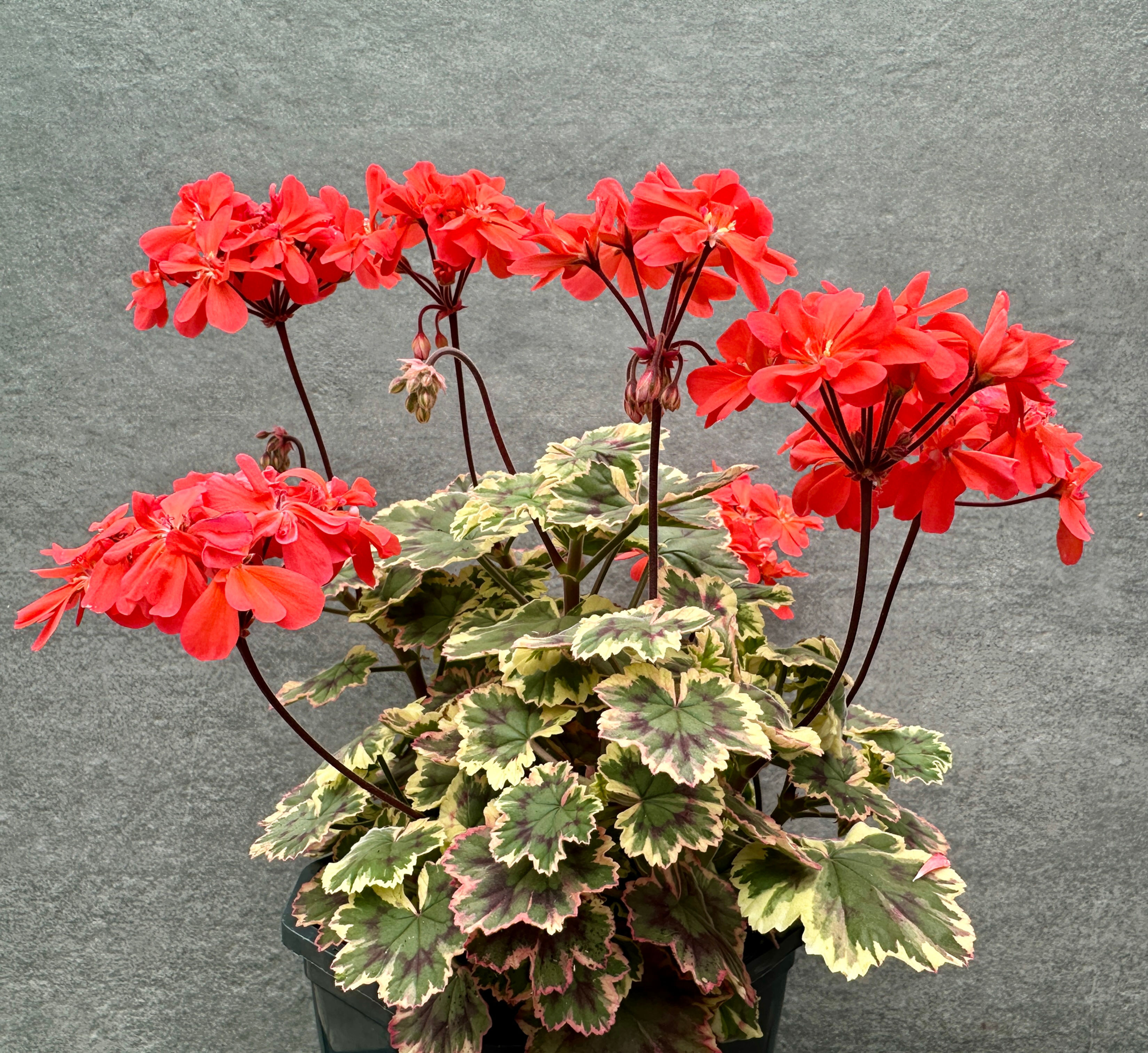 Pelargonium 'Ray Bidwell'