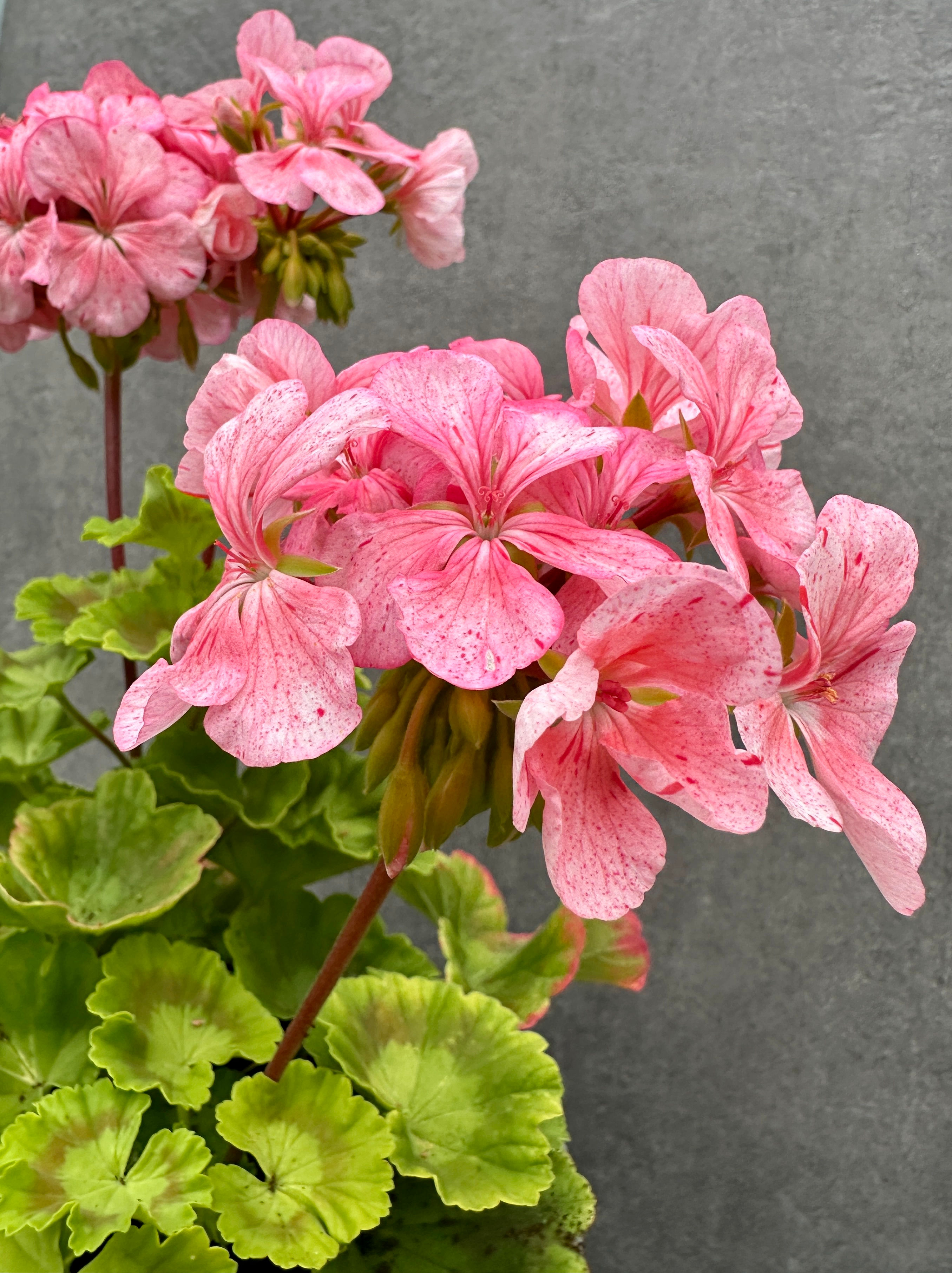 Pelargonium 'Asarnas Valkyria'