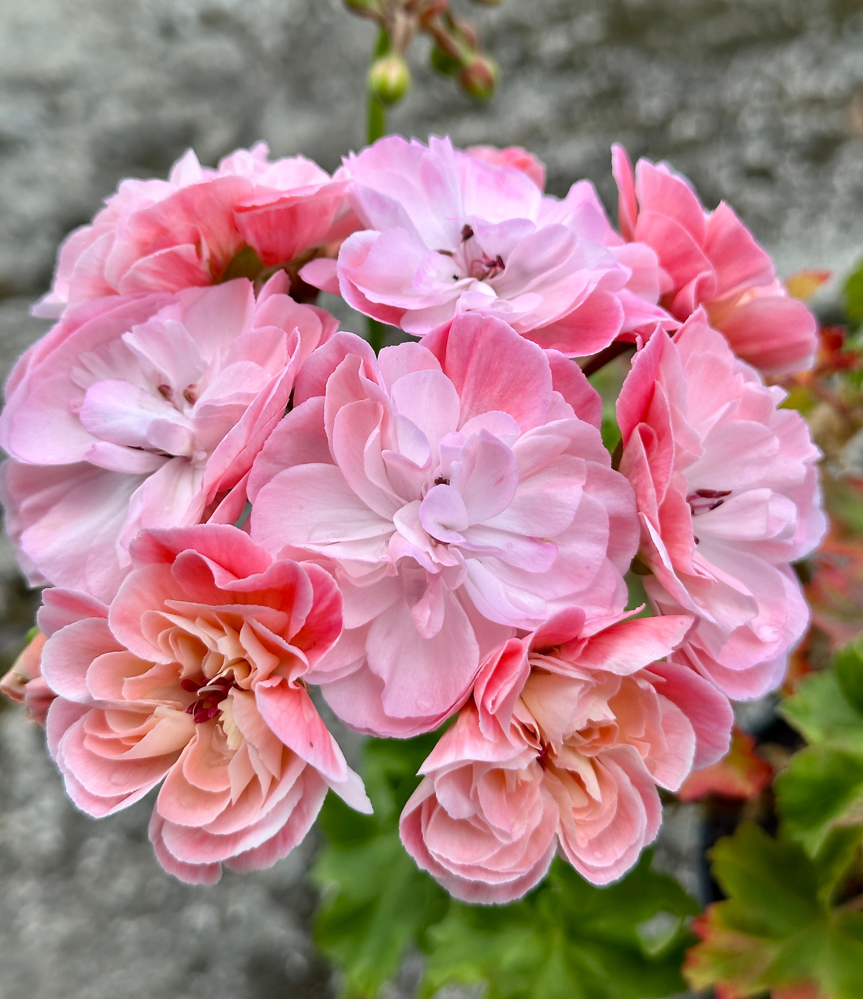 Pelargonium Pelargongaragets 'Lennart'