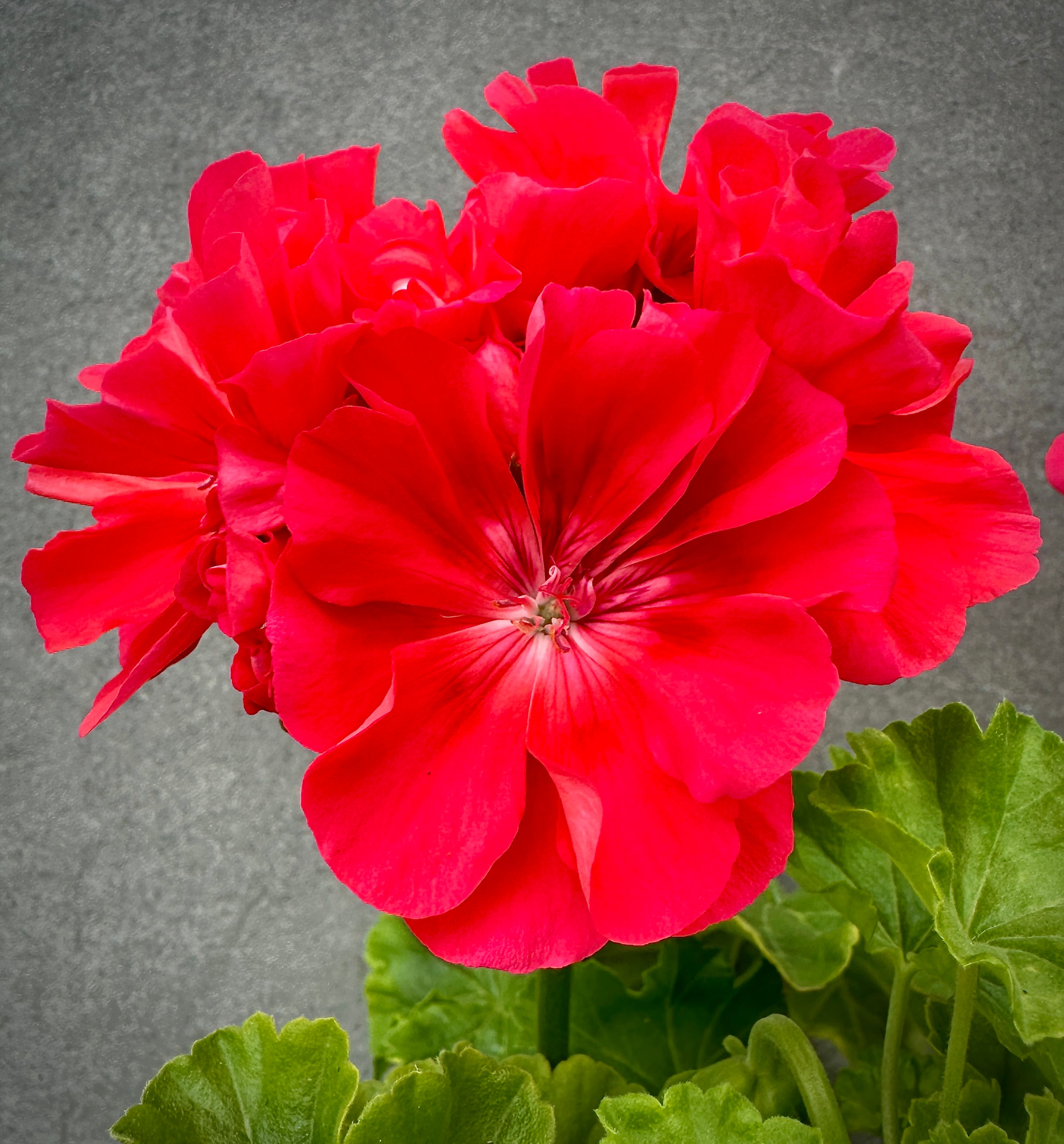 Pelargonium Lara Alf