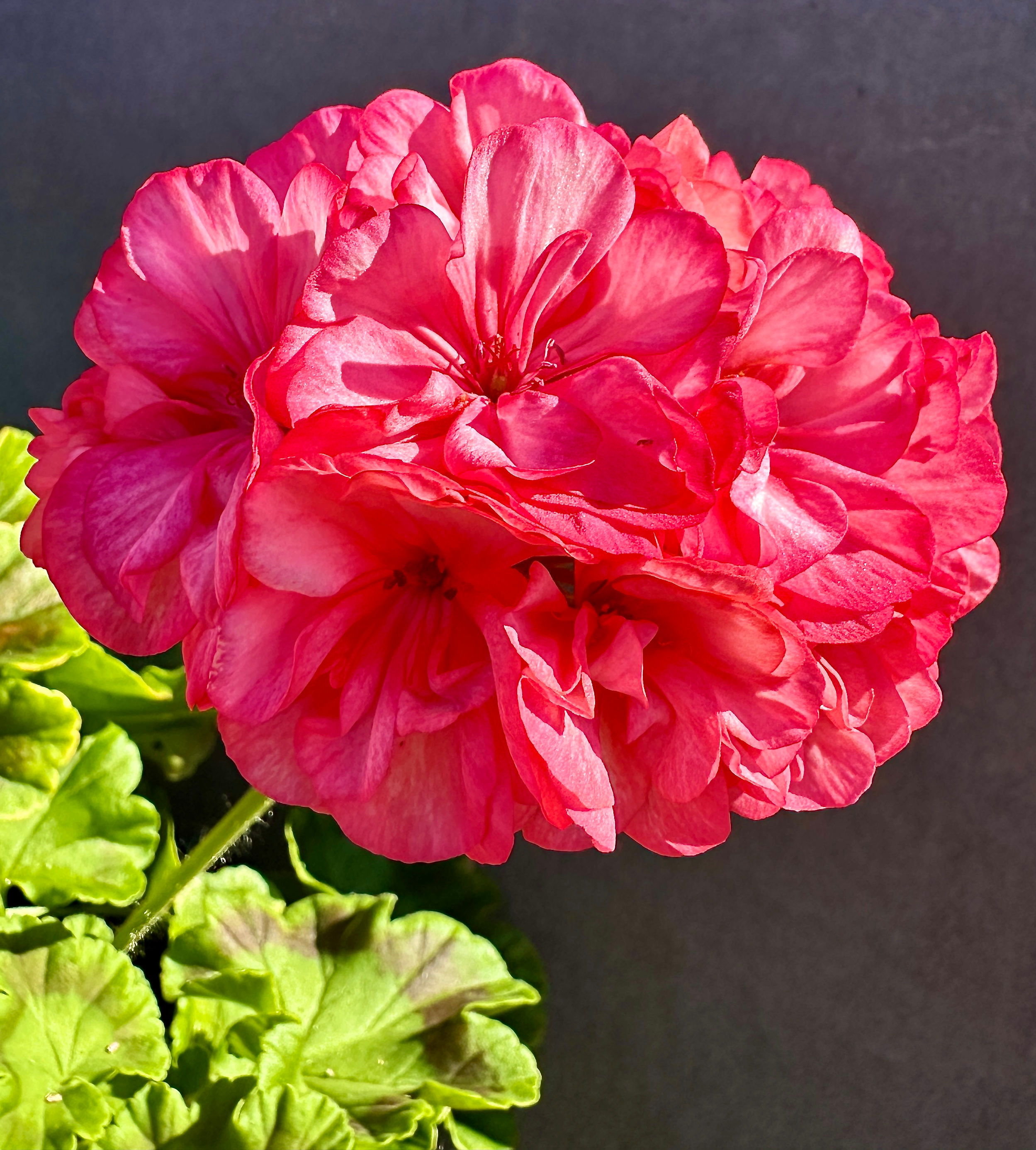Pelargonium 'Occold Lagoon'