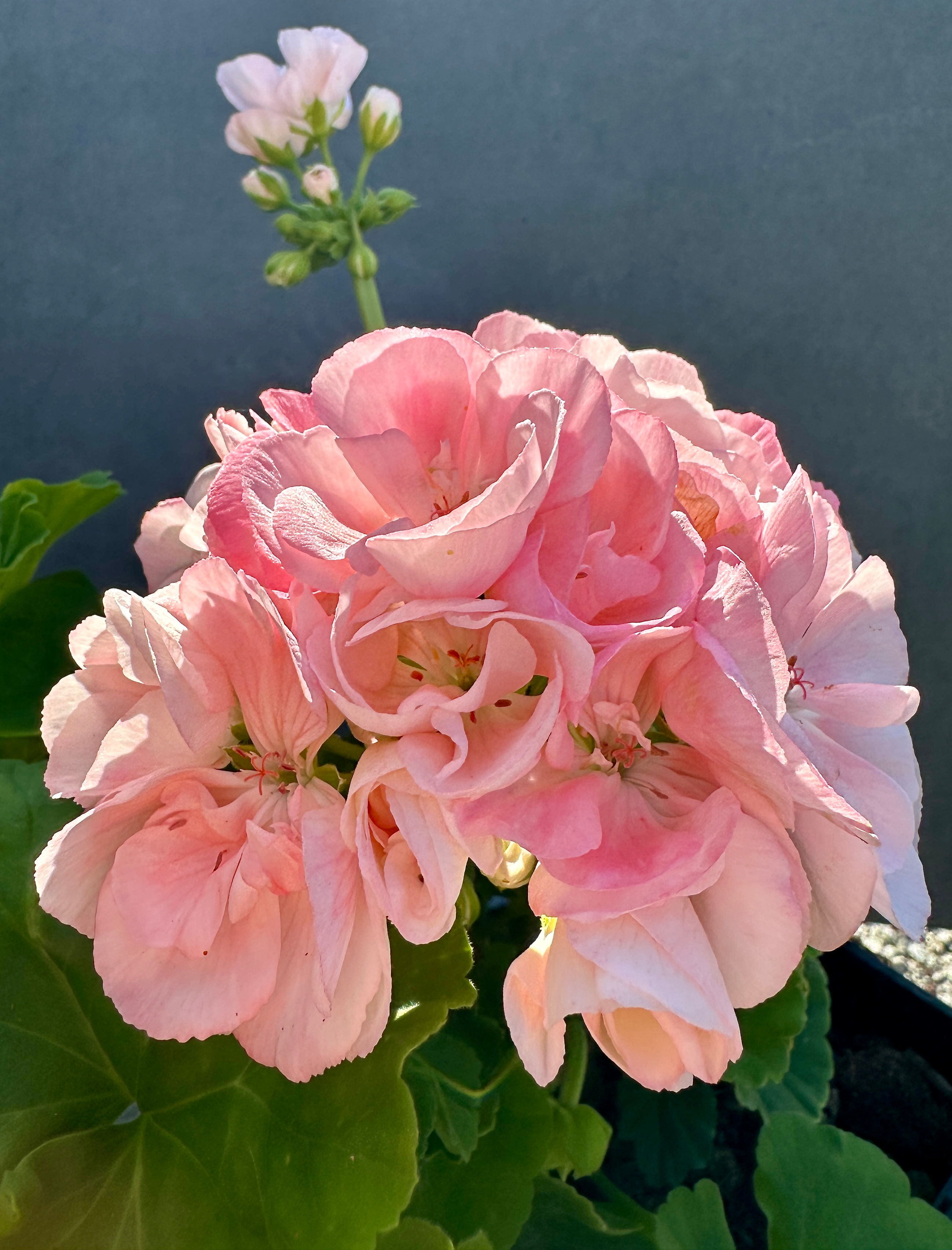 Pelargonium 'Skogs Ekeby'