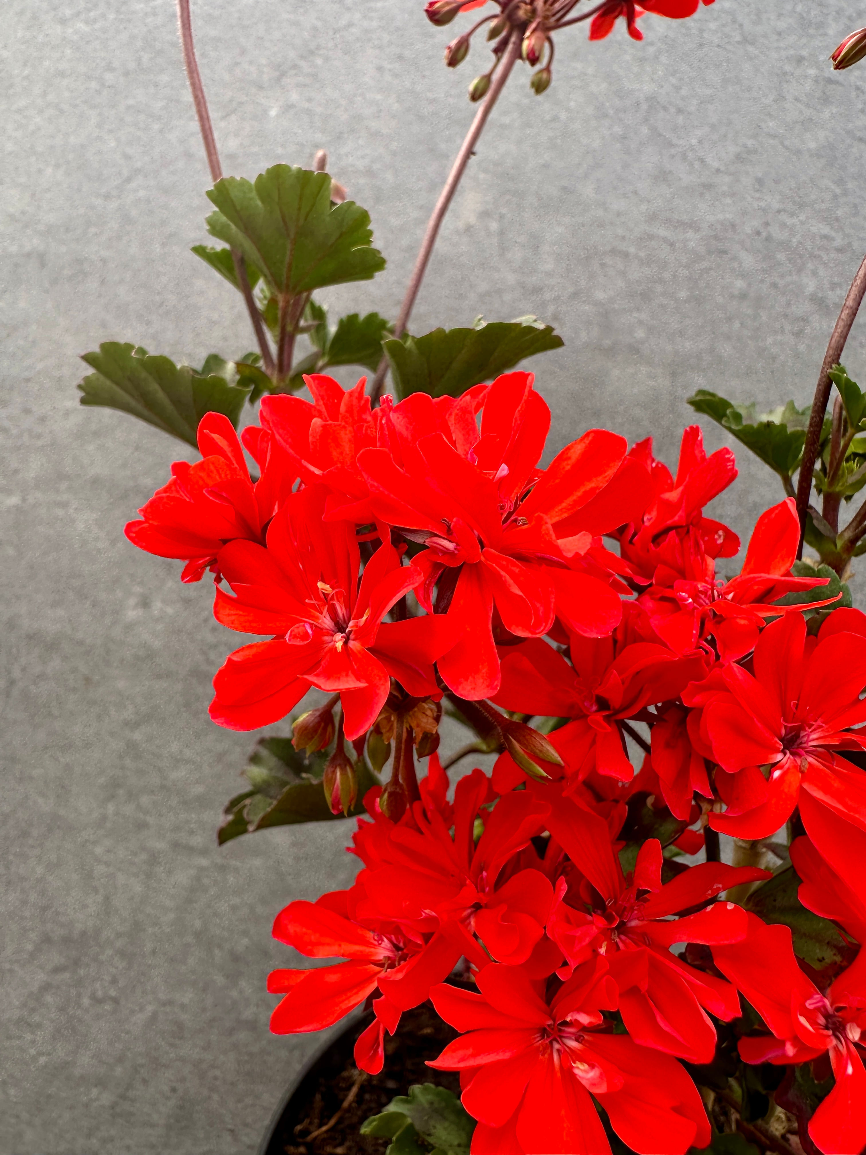 Pelargonium 'Wallis Friesdorf'