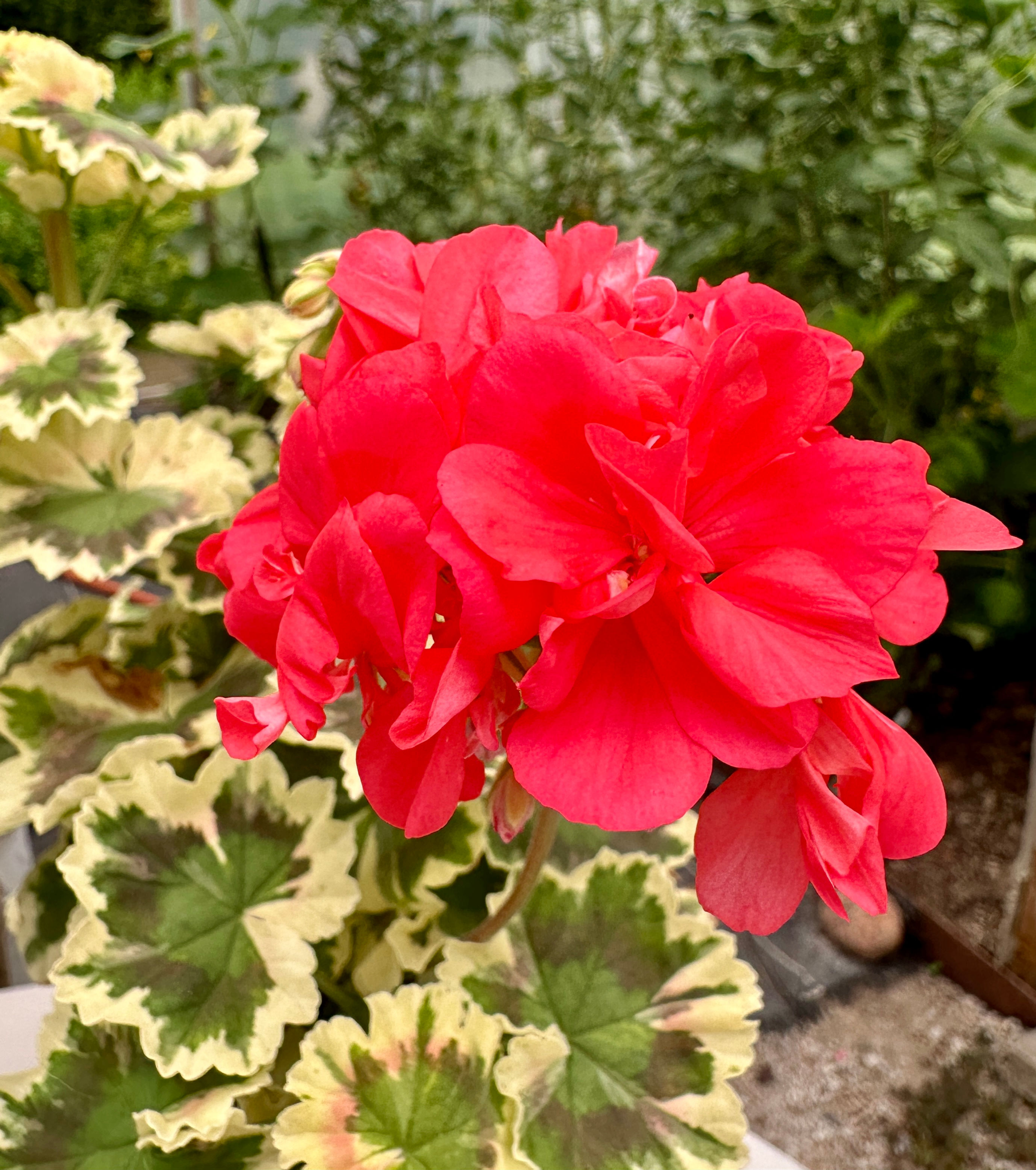 Pelargonium 'Courtney Watson'