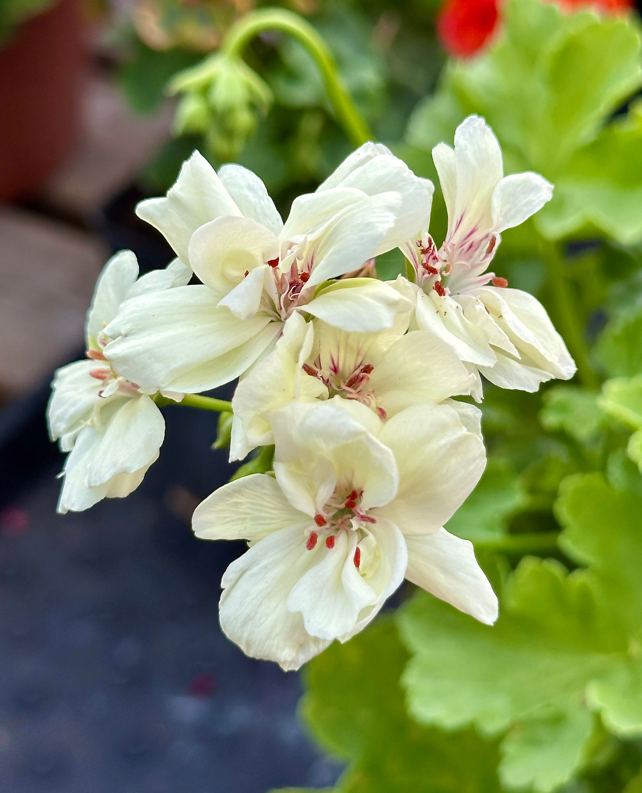 Pelargonium First Yellow
