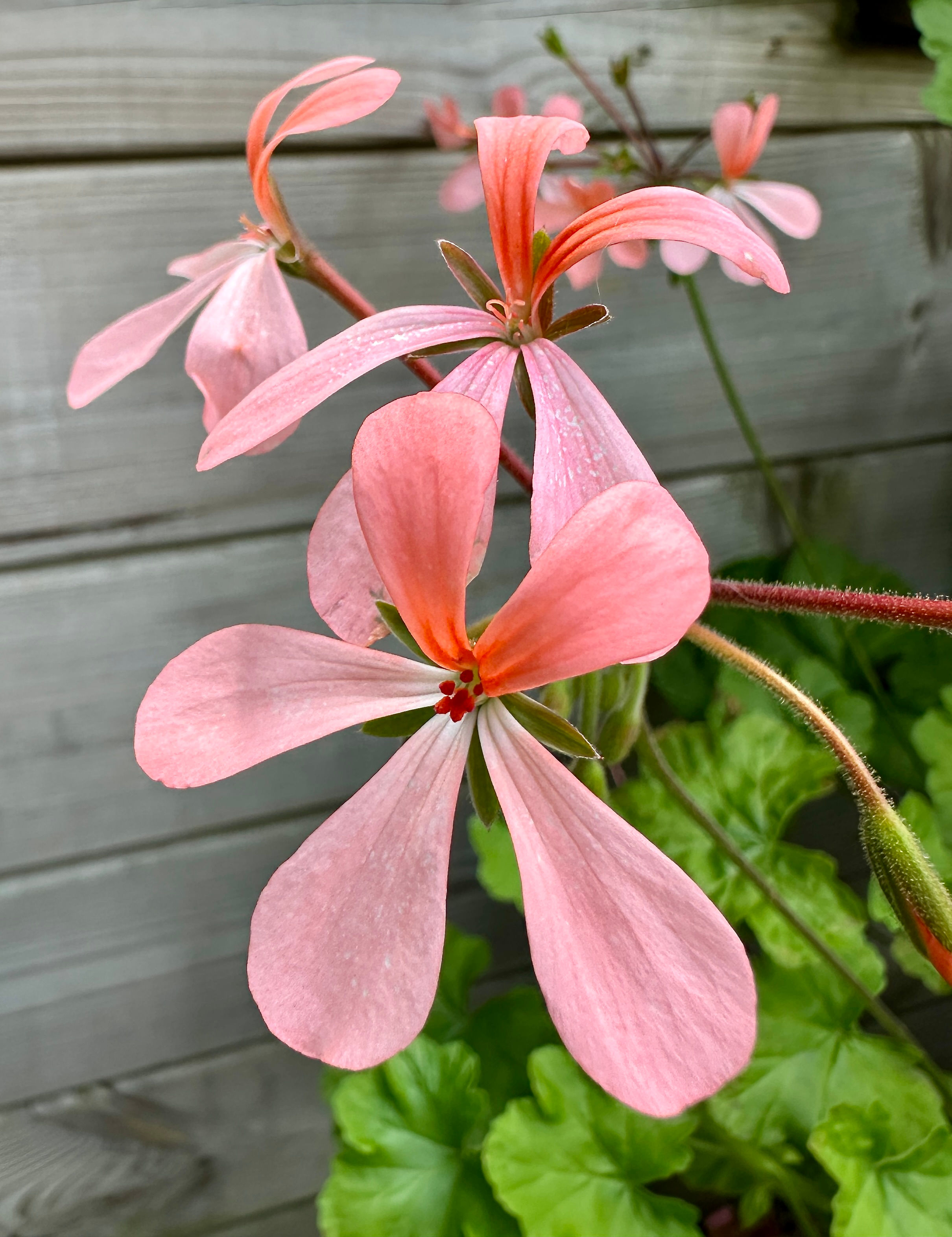 Pelargonium frutetorum