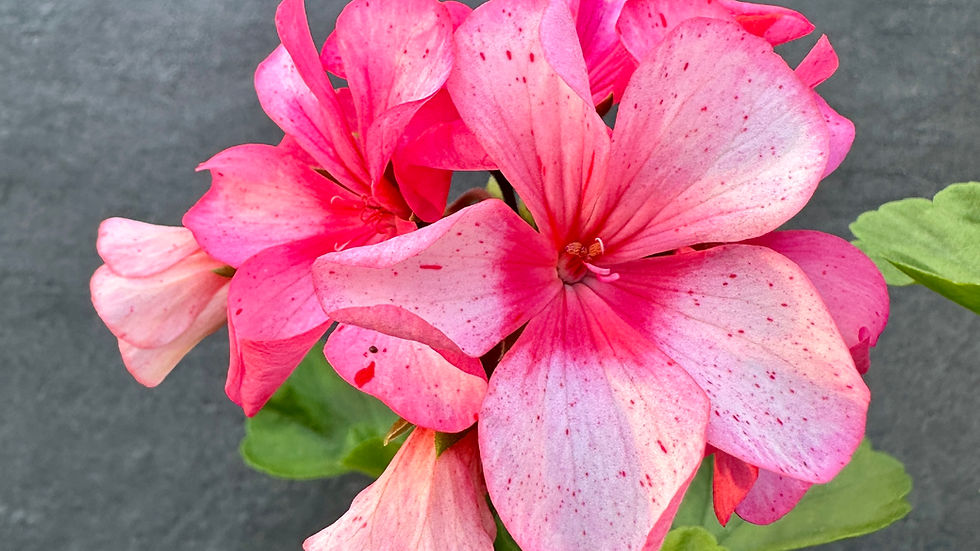 Pelargonium 'Winnie T'