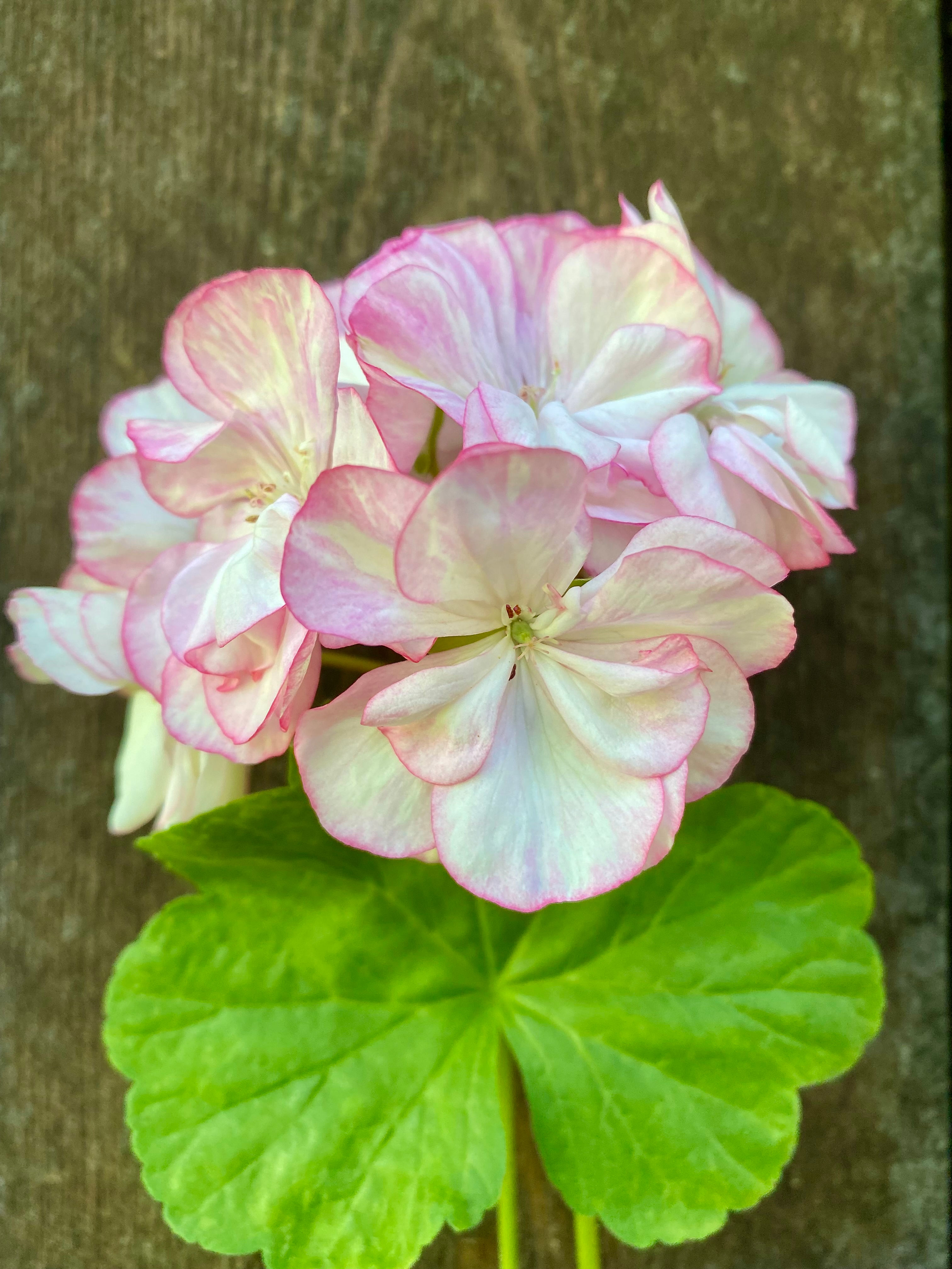 Pelargonium 'Emperor Nicholas'