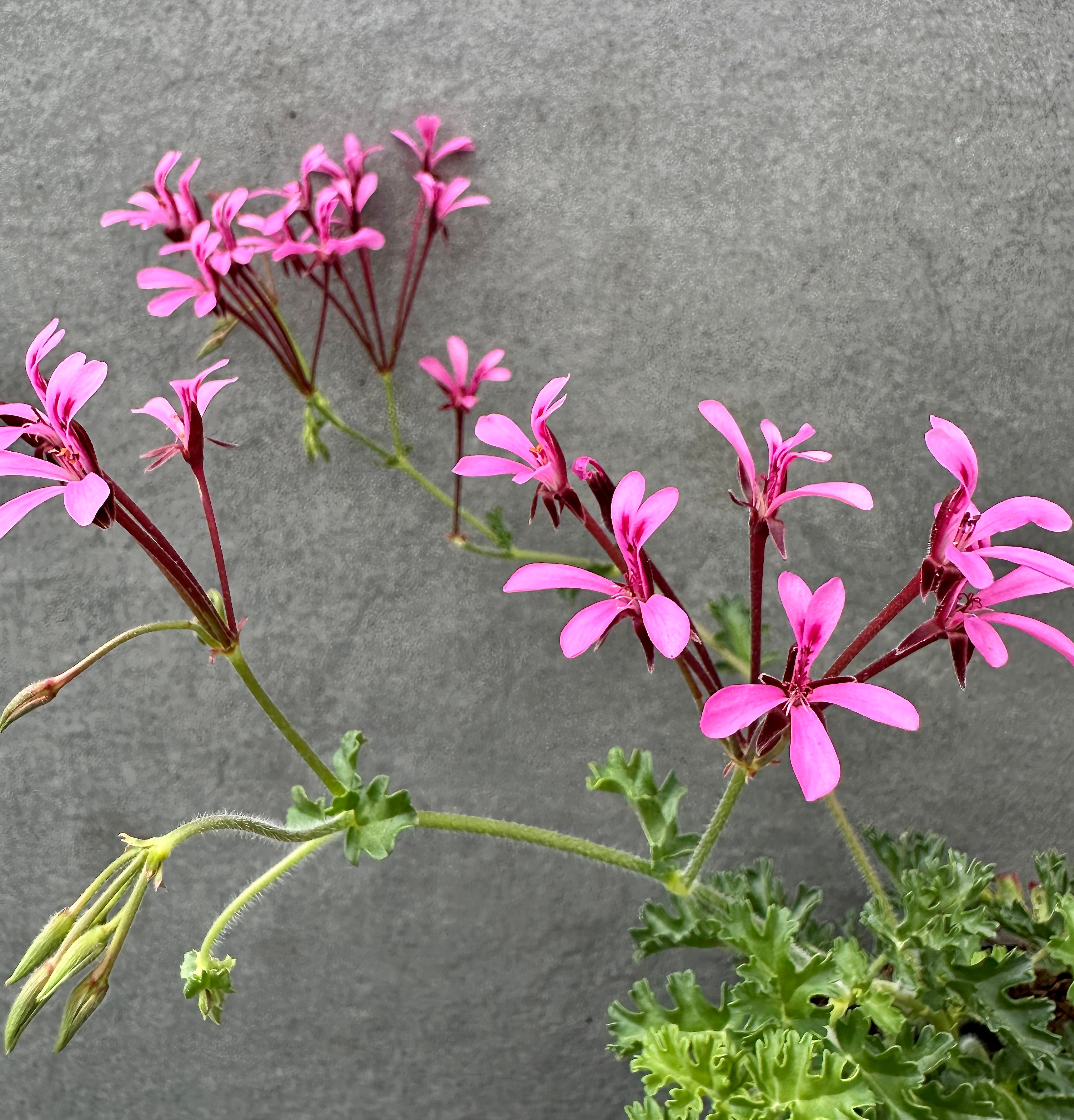 Pelargonium ionidiflorum