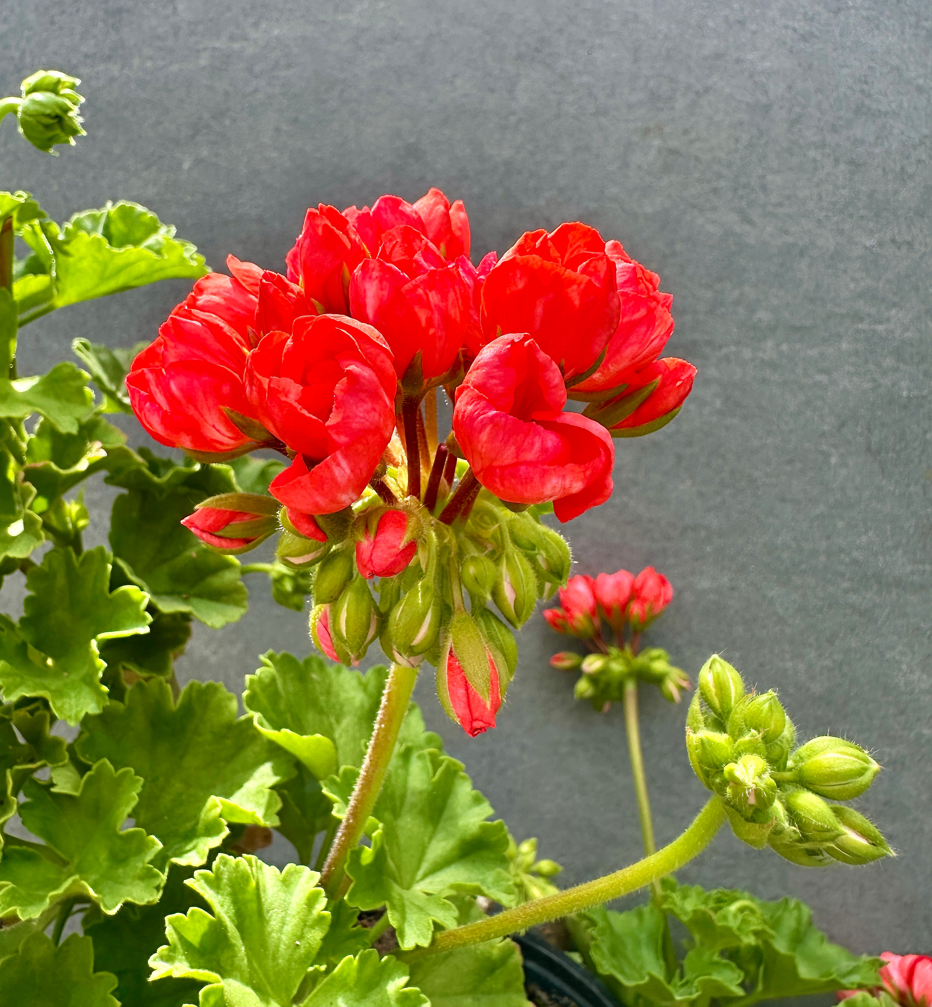 Pelargonium 'Red Pandora'