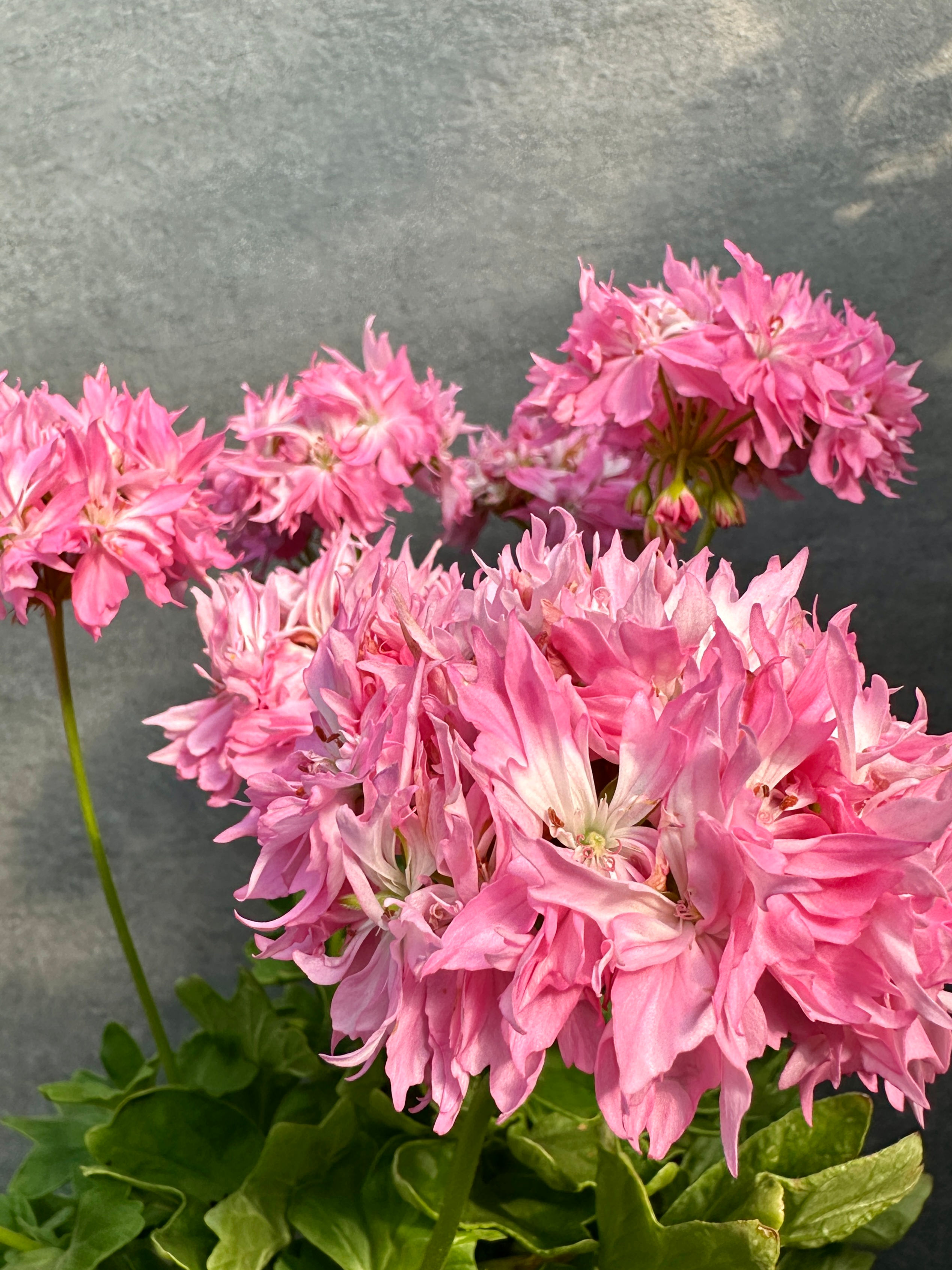 Pelargonium 'Snowbright' Pink