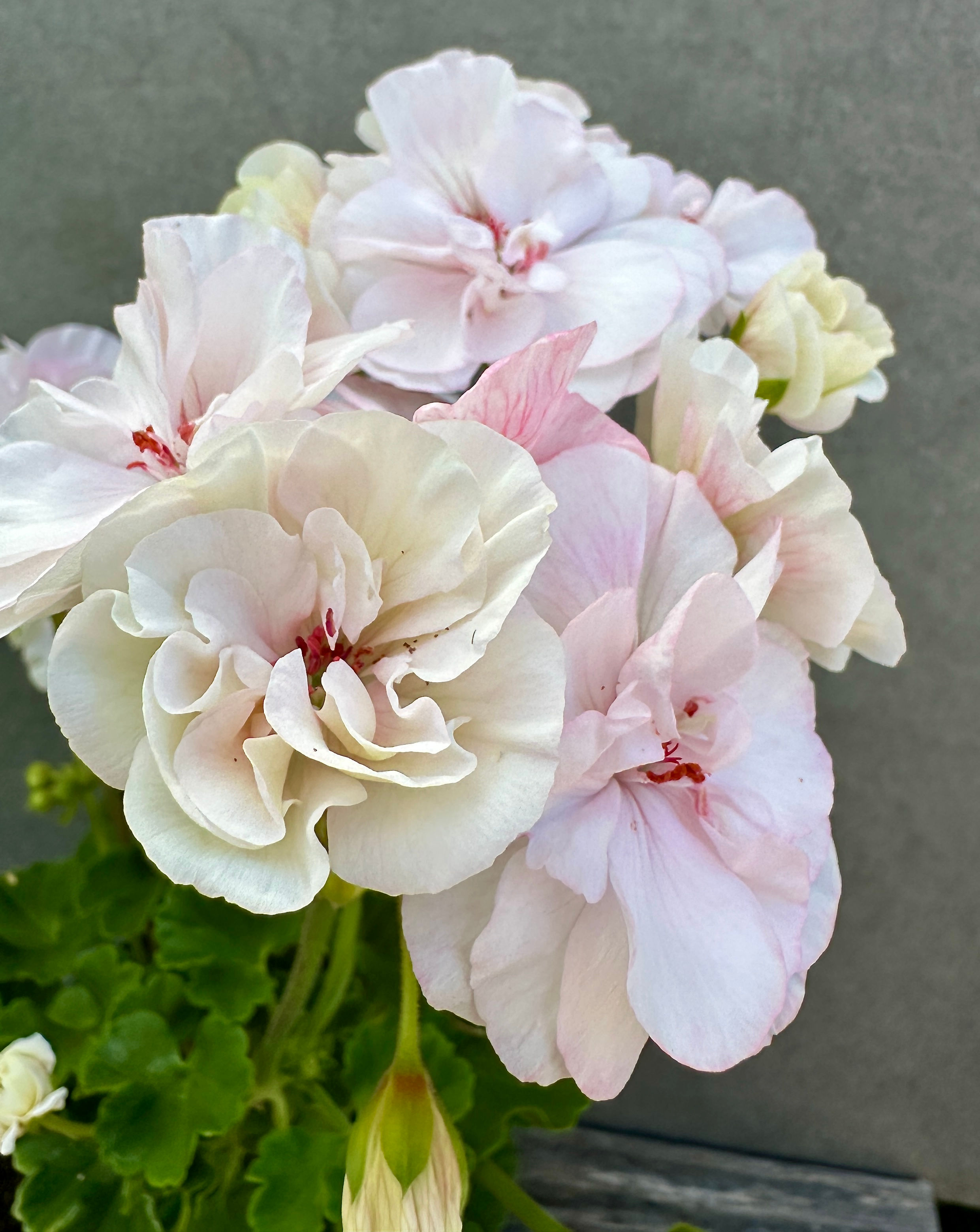 Pelargonium 'Viva Madeleine'