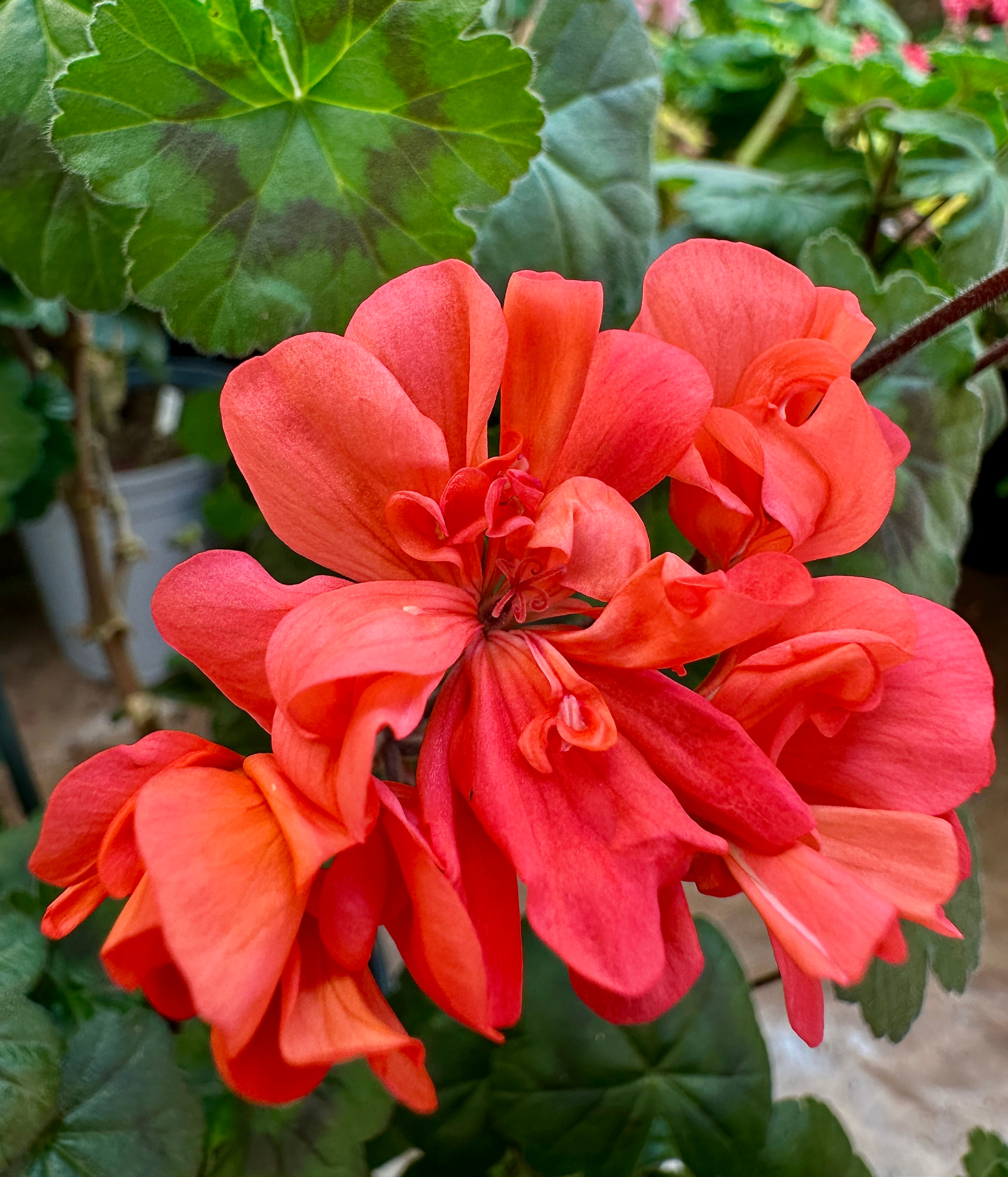Pelargonium 'Shaun Jacobs'