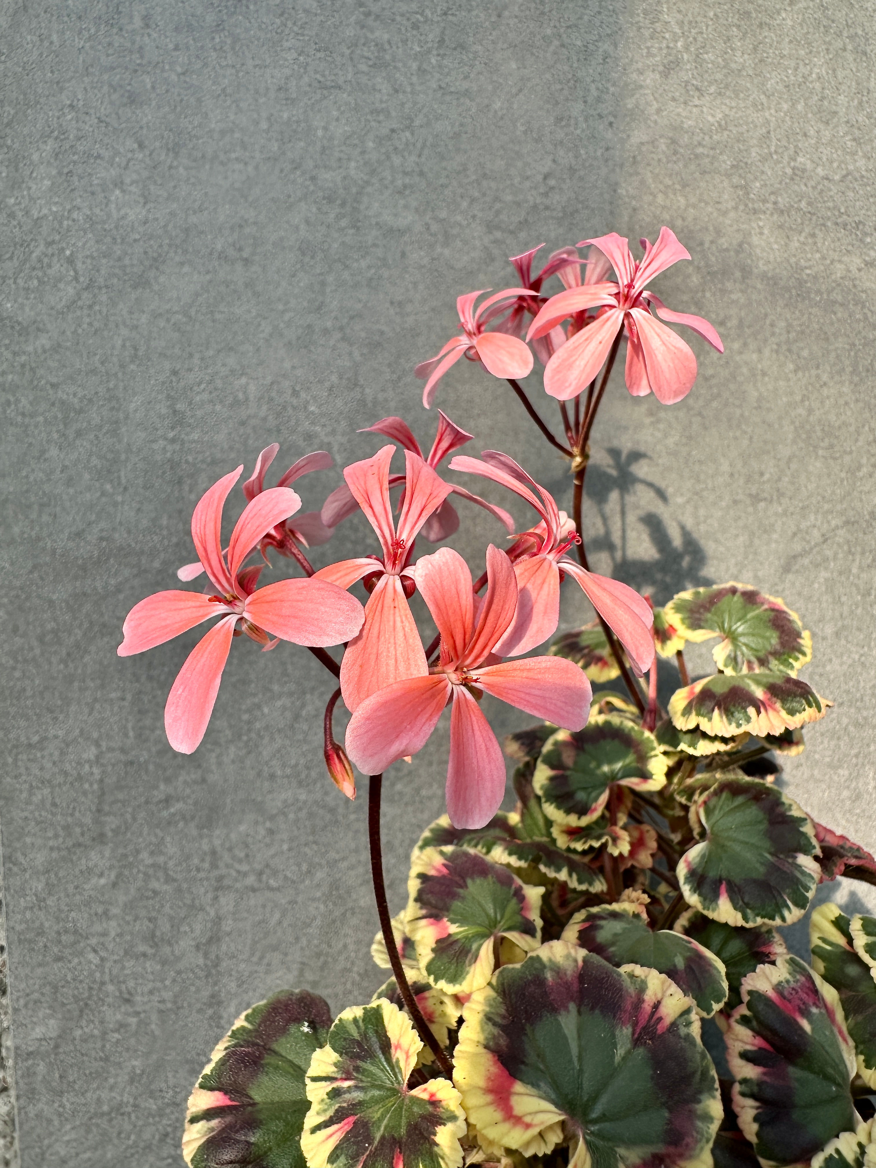 Pelargonium 'Excalibur'