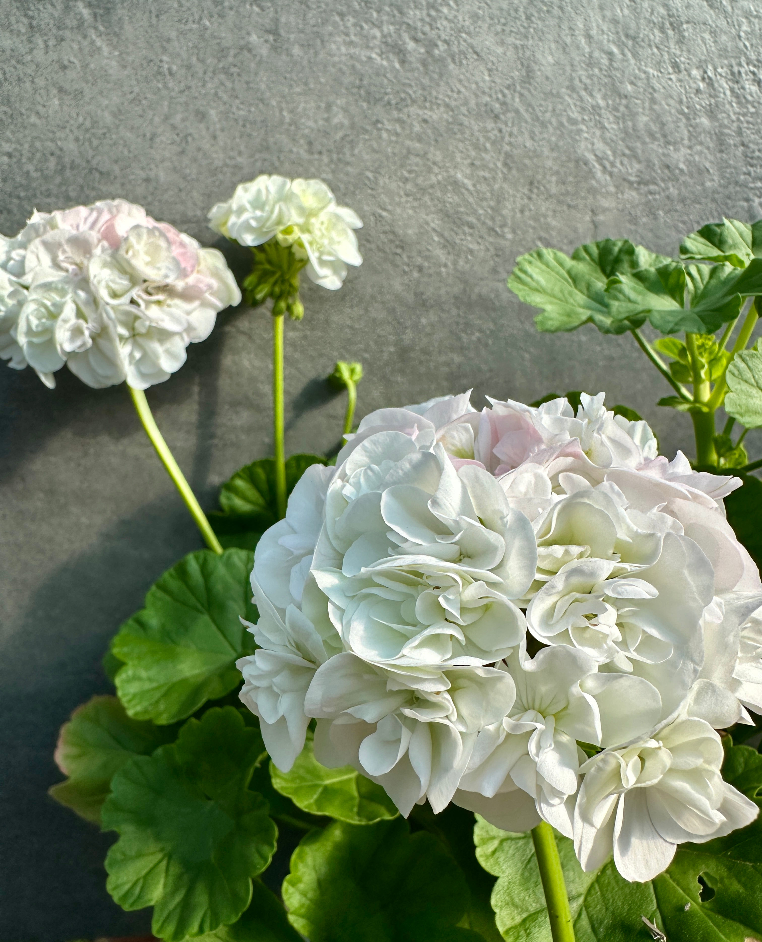 Pelargonium 'Brantvik'