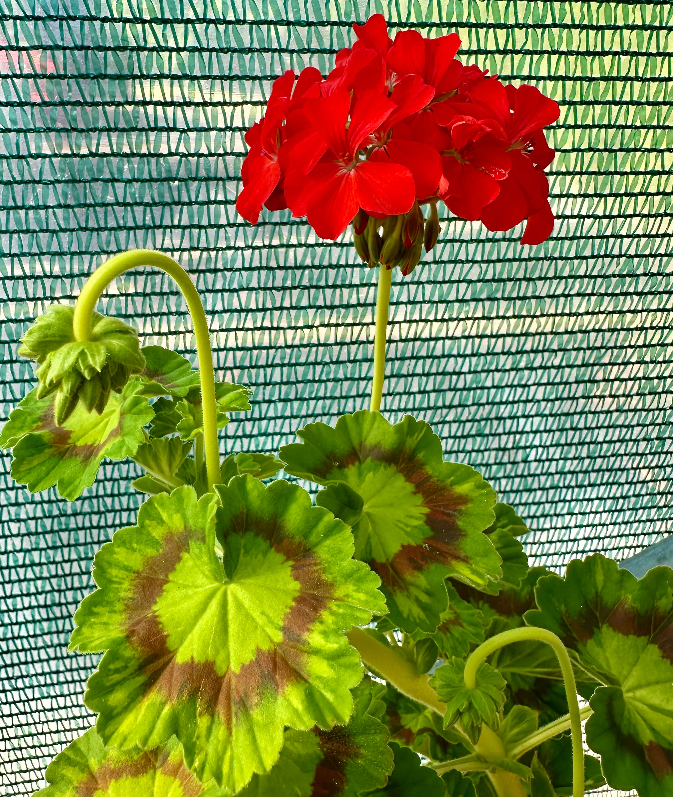 Pelargonium 'Jungle Leaf'