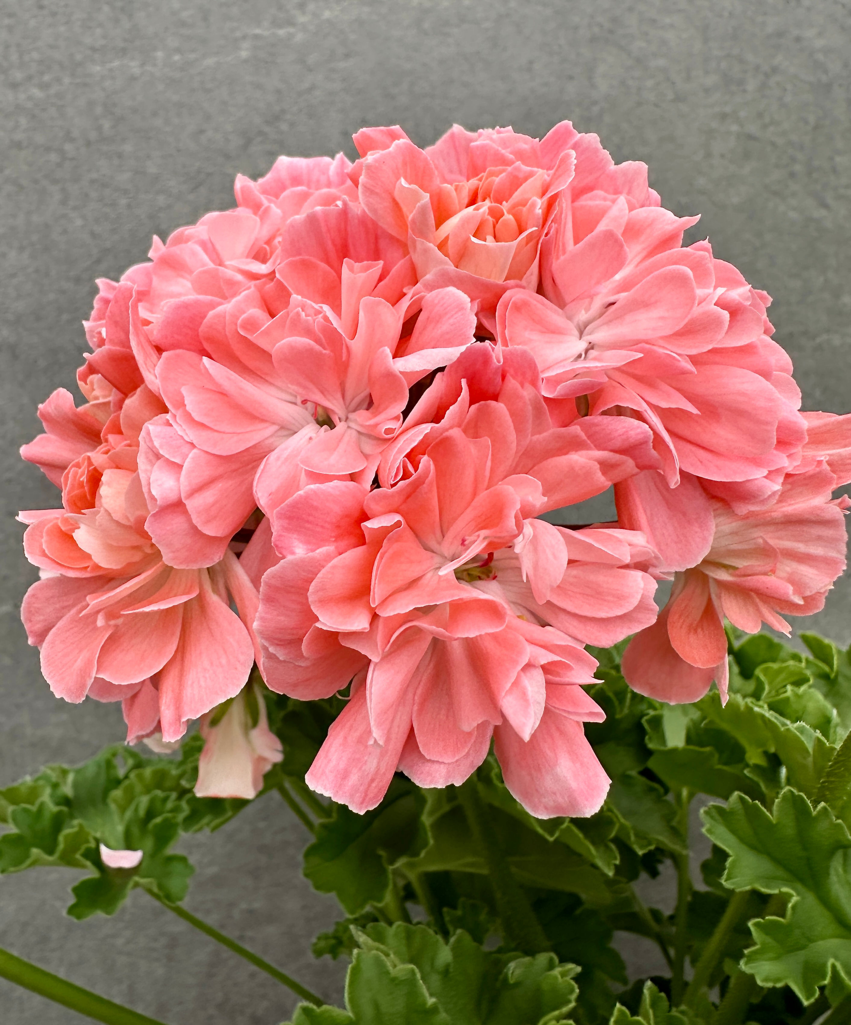Pelargonium 'Lara Mandarin'
